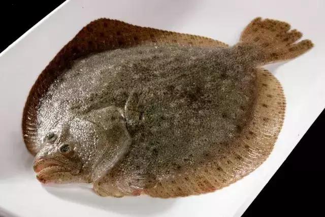 宁波一渔民整理海鲜大全,宁波最全的海鲜