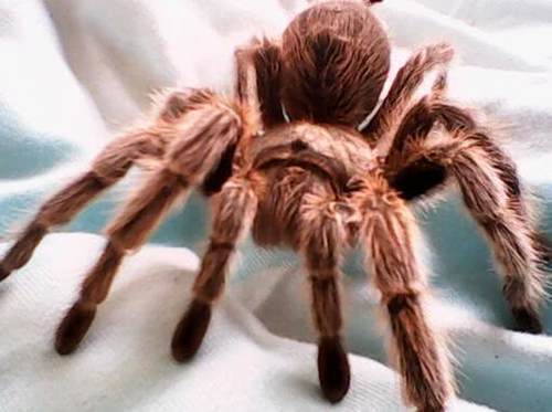 全球十大最小宠物,世界上最便宜很小的小型宠物