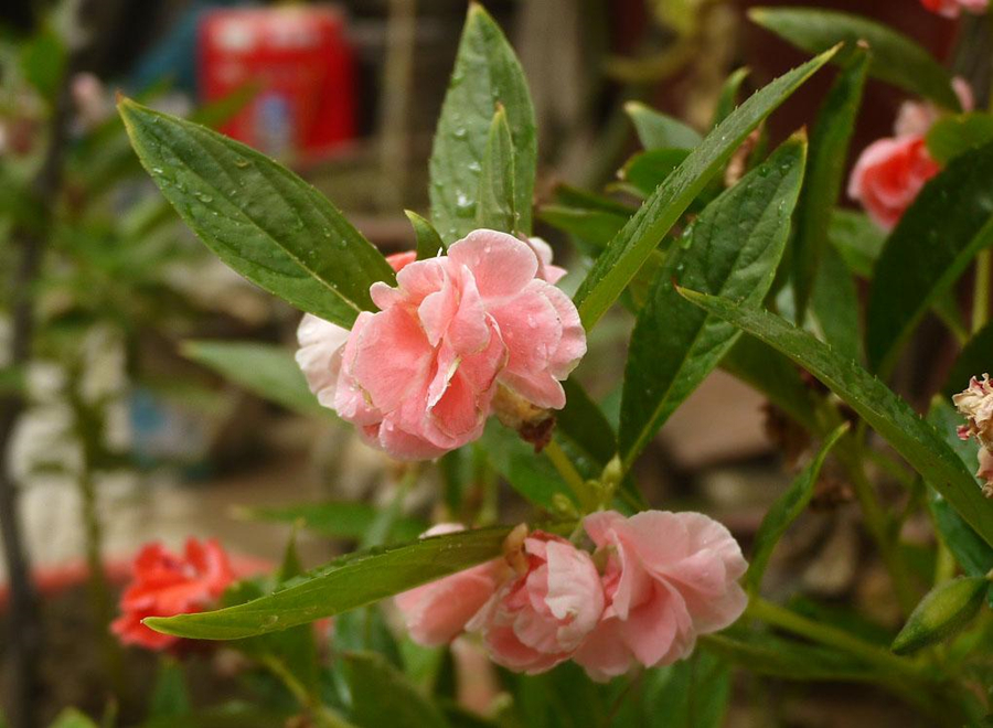 光照对凤仙花的生长有什么影响,凤仙花怎么养才能长得好