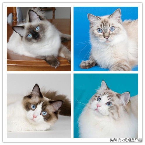布偶猫繁育颜色,布偶猫如何繁育最好的品相