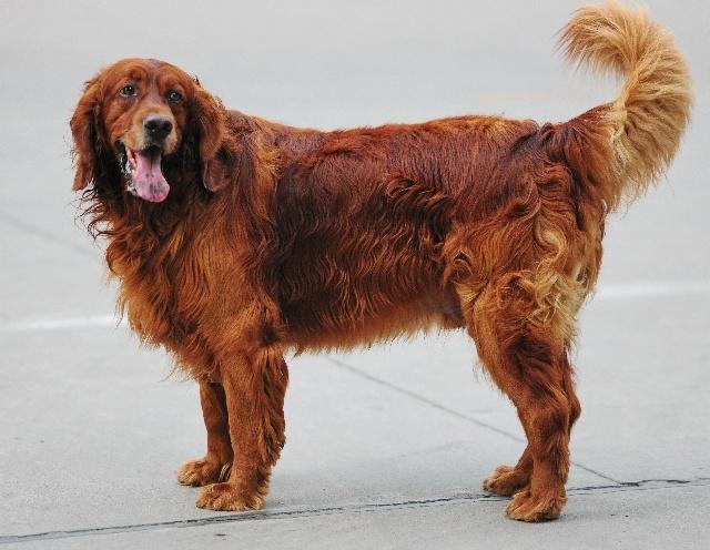 被小区不拴绳子的狗吓到了怎么办,孩子在小区内被未牵绳的狗追咬