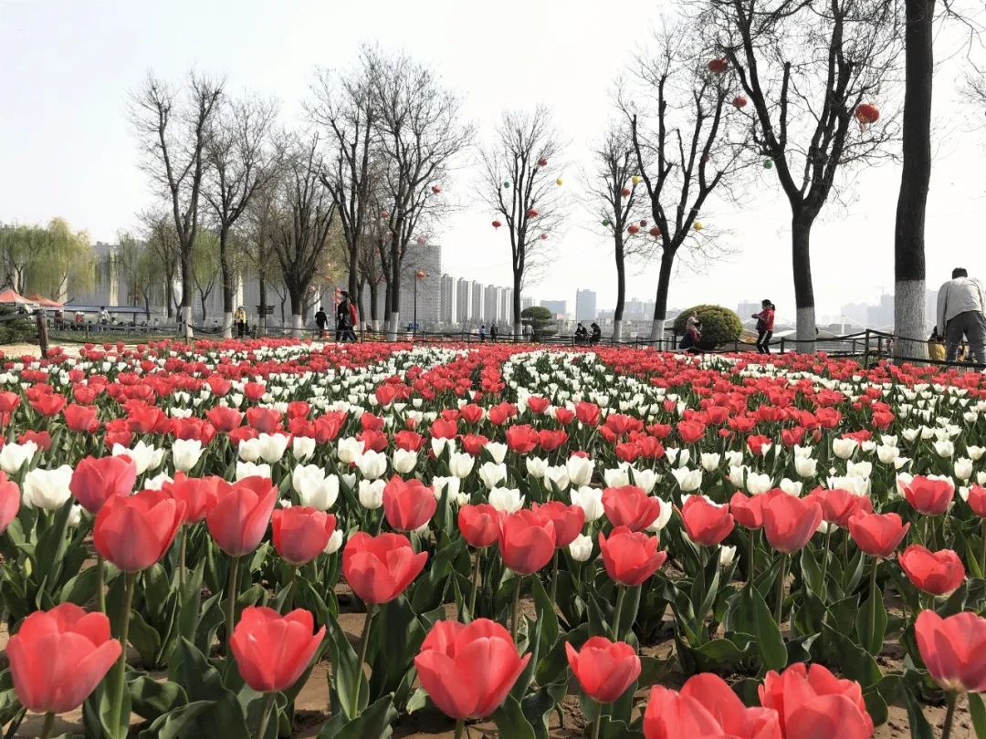 太美了花海随拍,咸阳郁金香在哪