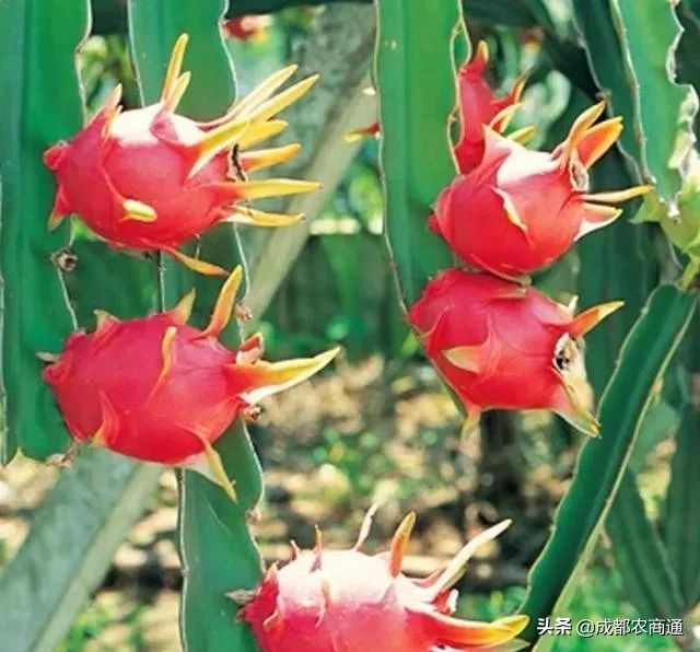火龙果种植技术浇几次水,火龙果的种植技术果皮发黑