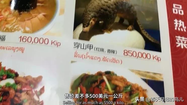 穿山甲报应,报应啊