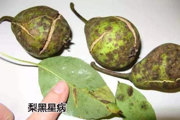大雨过后玉米病虫如何防治,大雨后农作物病害