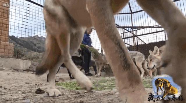 这位“女汉子”在*疆新**，把狼养成了哈士奇，就是经常揍狼的那个