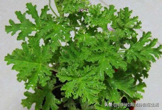 蚊子最讨厌4种花，家里养上一盆，蚊孑不敢进门，你家有吗