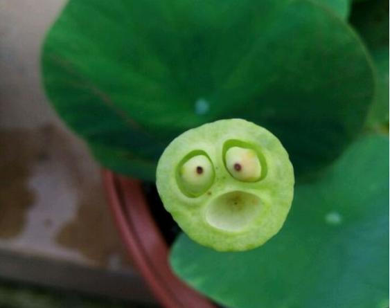 碗莲结了莲蓬怎么办？留下还是摘掉？详解碗莲结实后的养护