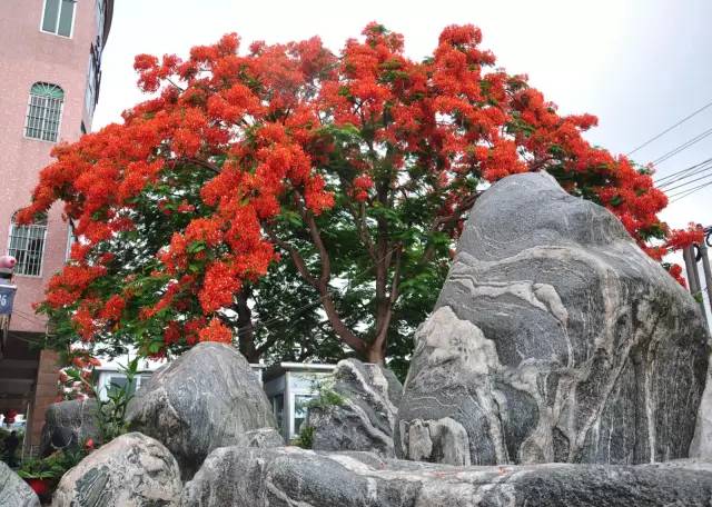 毕业季的凤凰花和栀子花,毕业季凤凰花开的时候