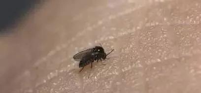 海南小黑虫咬人怎么防御,看到有小黑虫钻进伤口怎么办