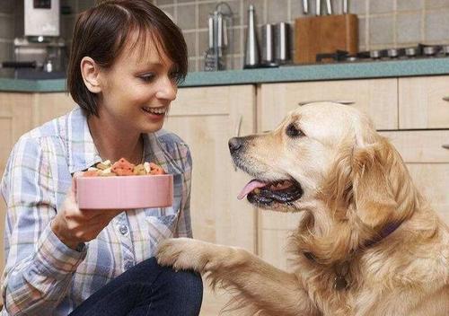 养两只狗狗总是打架怎么办,家里两只狗打架