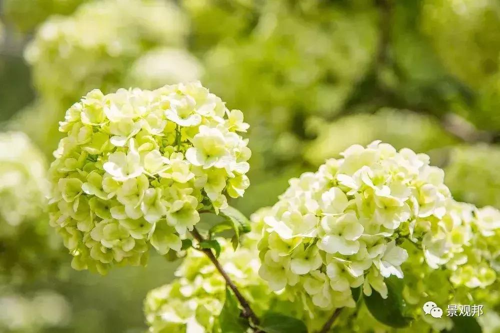 妞嶇墿椋庢按鐭ヨ瘑瑙嗛,妞嶇墿椋庢按涔︾睄