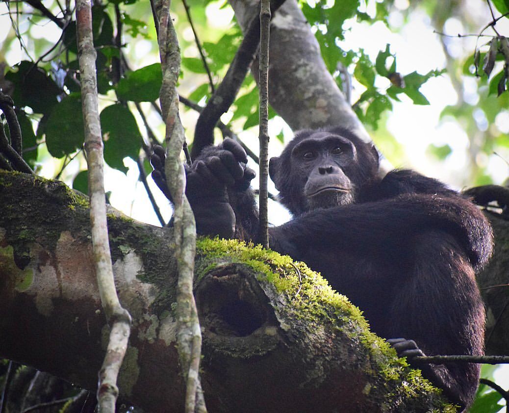 黑猩猩为什么吃掉幼崽,母猩猩咬死幼崽的原因