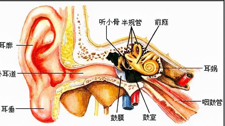 干细胞有望成为神经系统疾病的新一代疗法