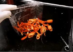 搞笑动图表情包,搞笑动图gif微信表情包