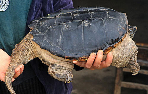鳄龟的天敌是谁,鳄龟在野外几乎没有天敌