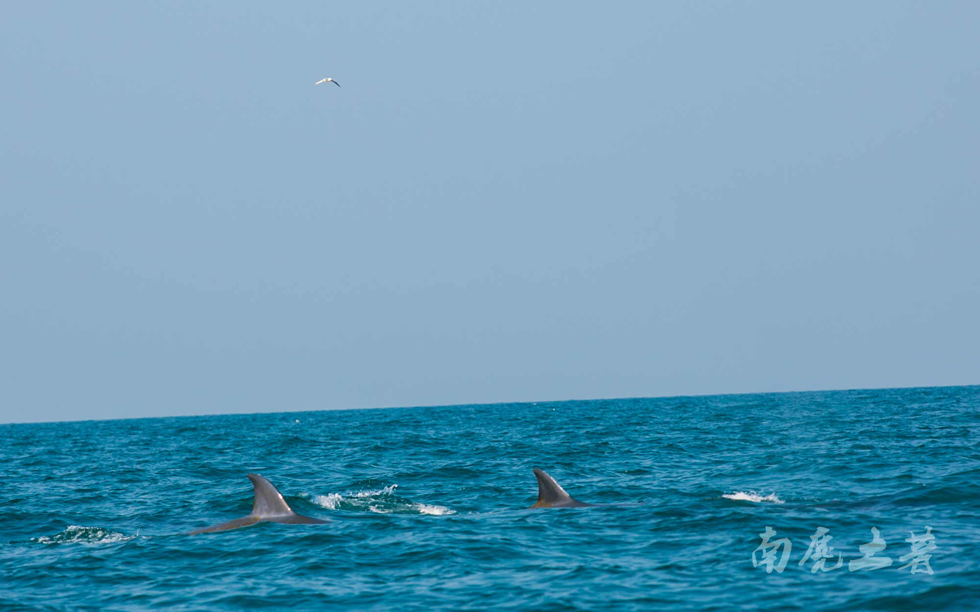 鎶栭煶缃戠孩椴搁奔,椴搁奔缃戠孩