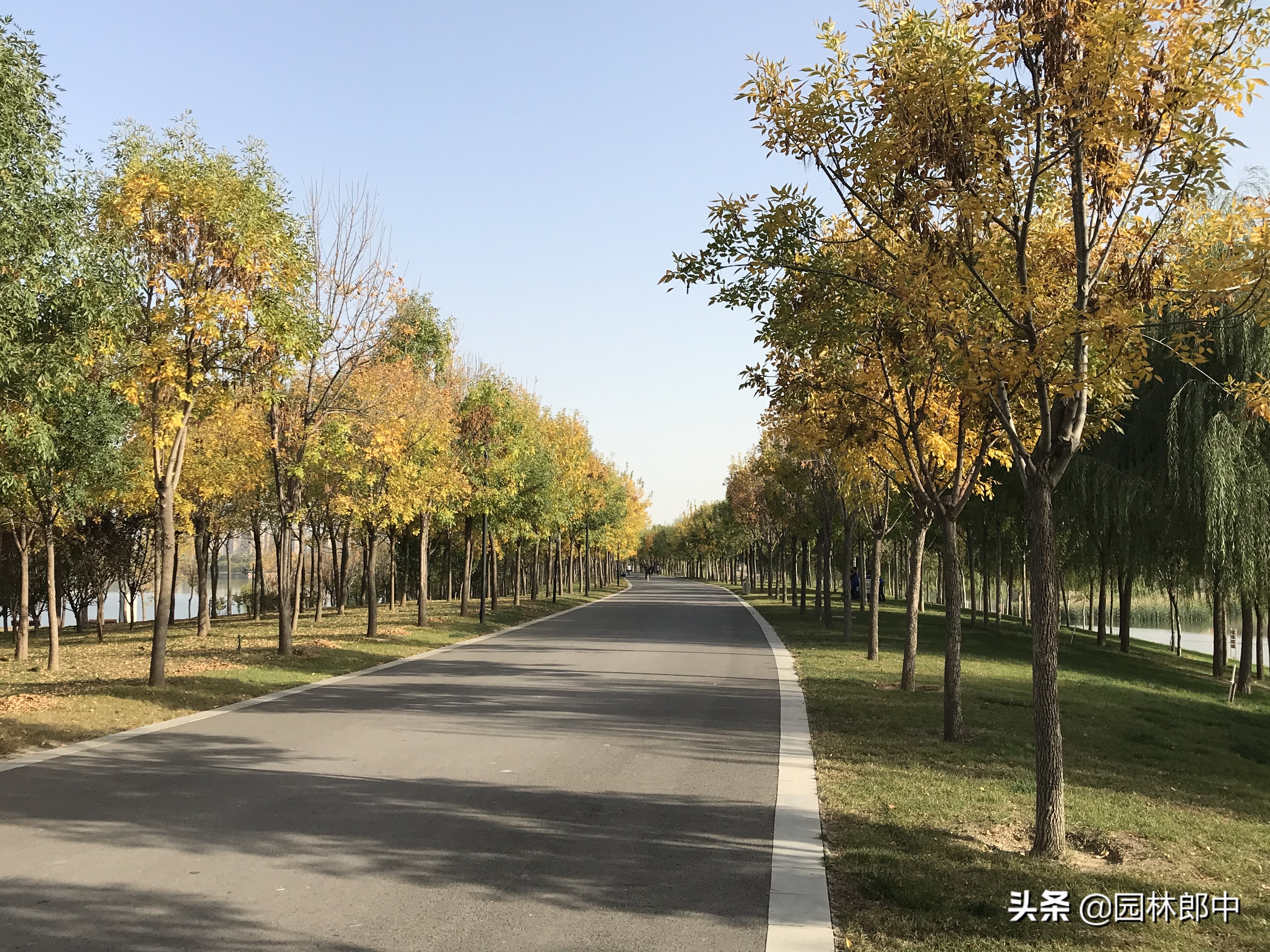 白蜡树秋季,白蜡观赏期