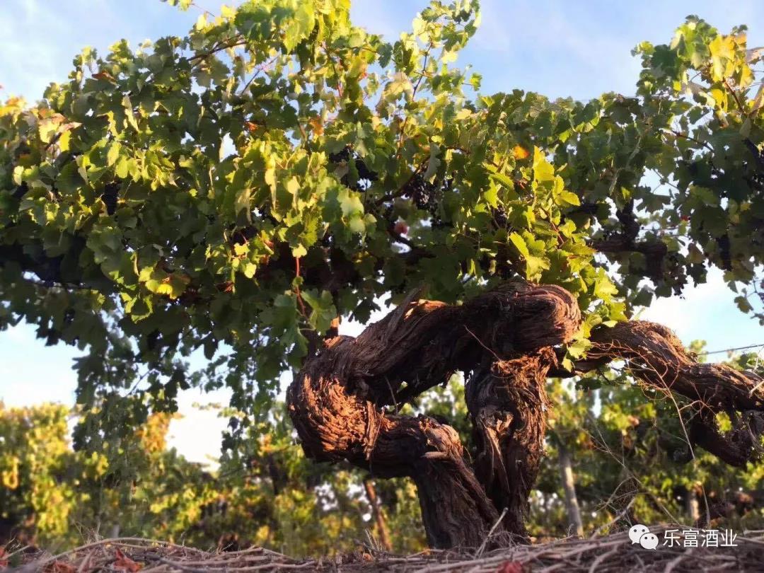 一篇读懂组合贷,一篇了解六大红葡萄酒品种