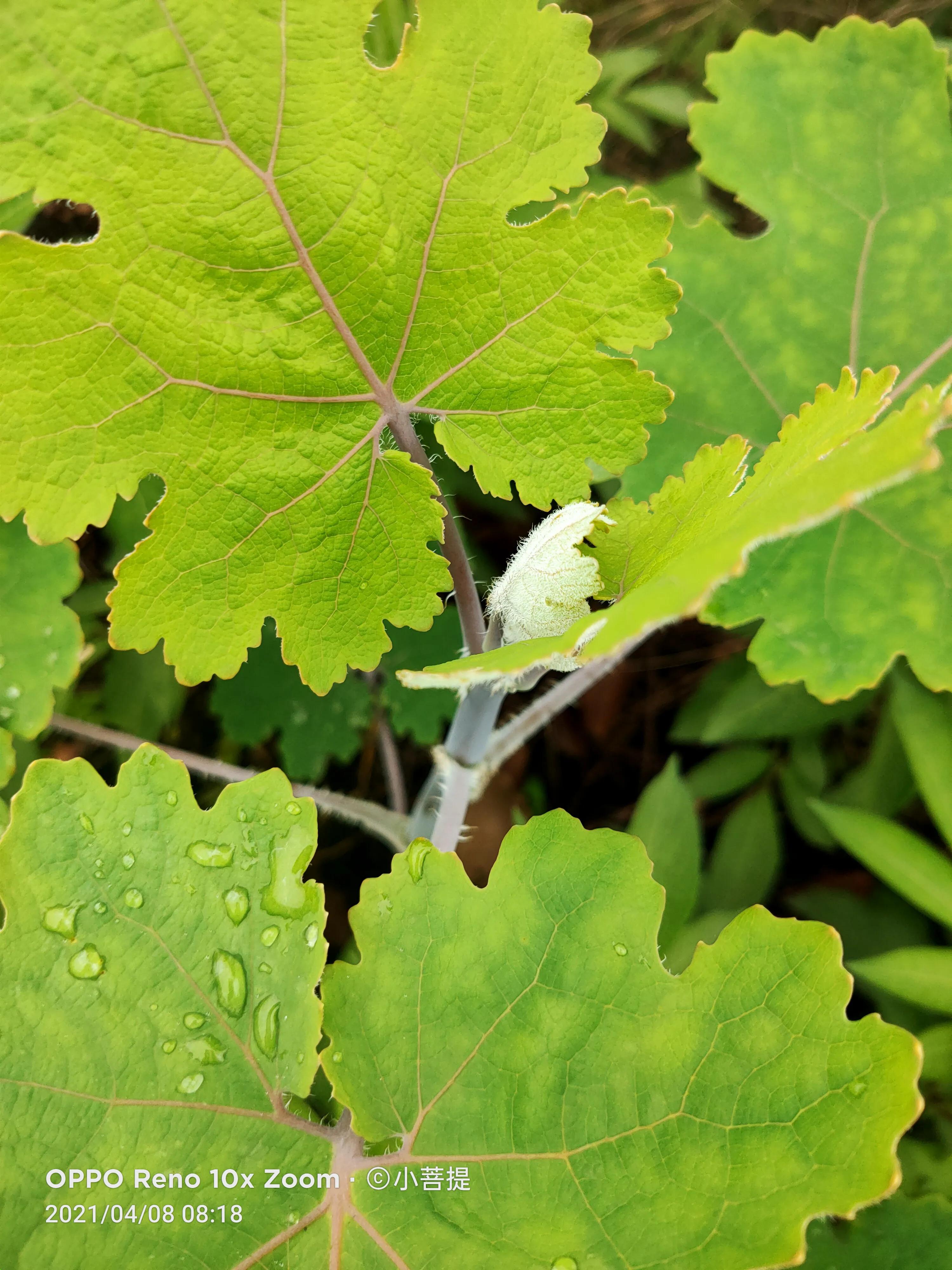 这种在草本里显得特别高大美丽的植物是罂栗的亲戚