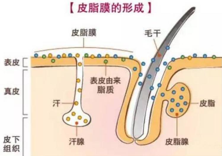 对于皮脂膜你有多少了解?
