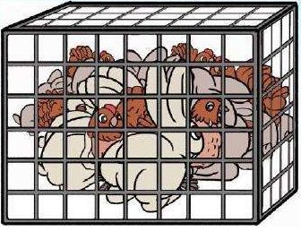 吃鸡要关注哪些东西的安全,吃鸡的忌口