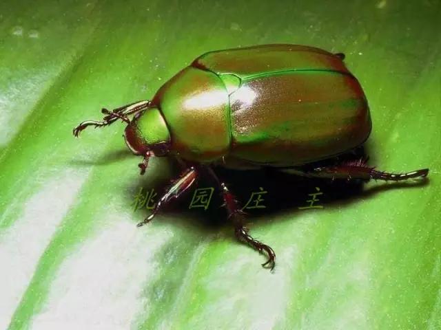 桃园地下害虫怎么治,桃园瓢虫的治理