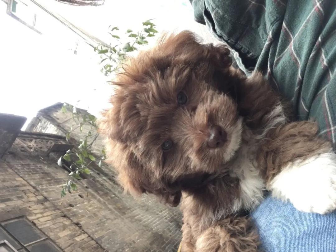 雪纳瑞和贵宾犬哪个更适合孩子,主人寻狗