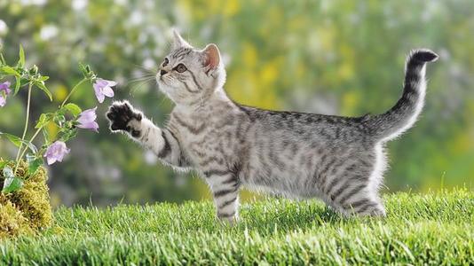 猫咪走失了怎么办？小编头秃整理的方法，试试灵不灵