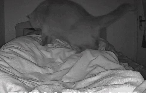 猫咪没坏心眼视频,猫咪无聊的十个表现图片