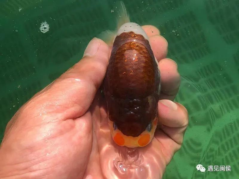 见过会踢足球的闽侯金鱼吗？盘它