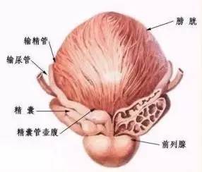 神奇的防衰延寿——莲菁华/莲原花青素