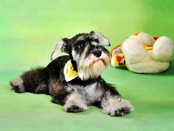 45只名犬排行,45种名犬您都认识吗