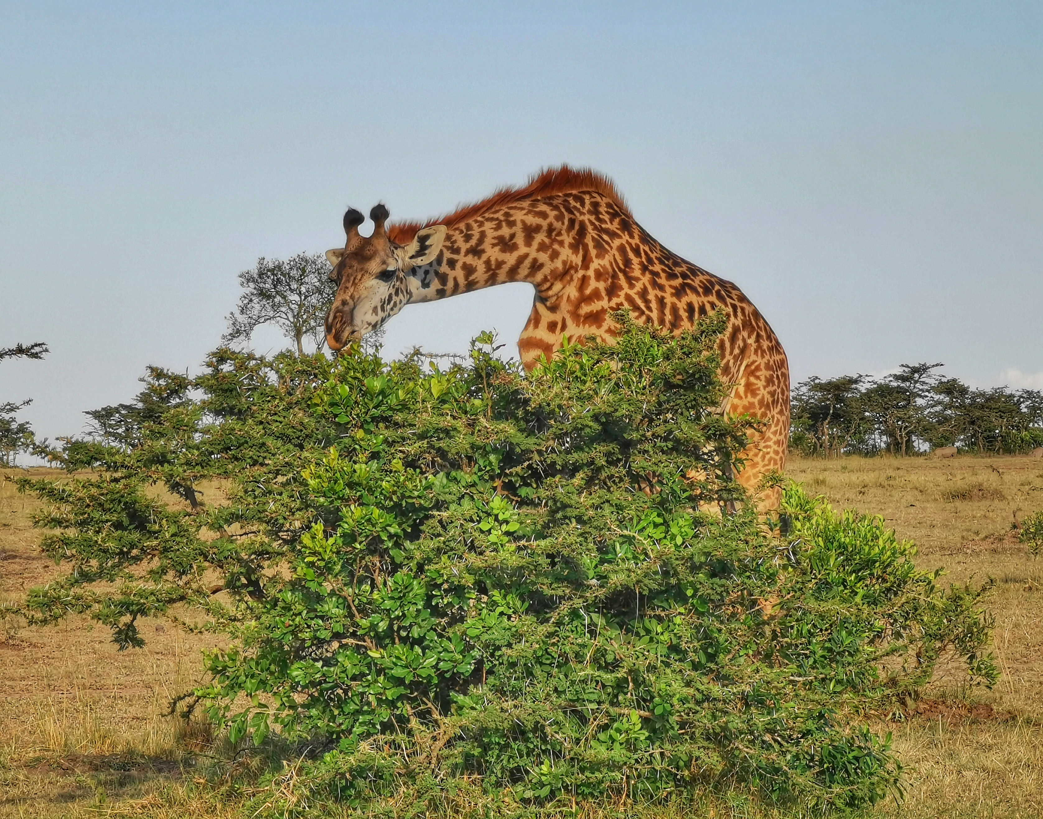 华为p30pro徕卡拍摄,华为p30pro徕卡