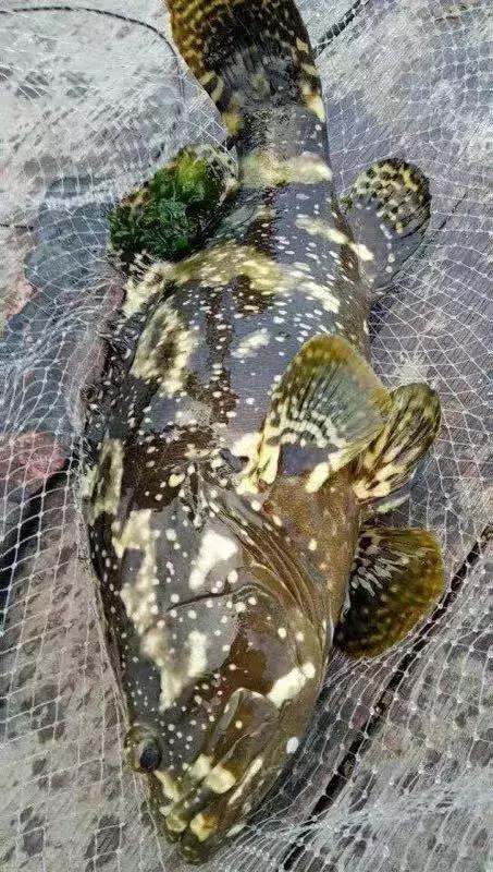 北海特色农产品,北海有名水产品