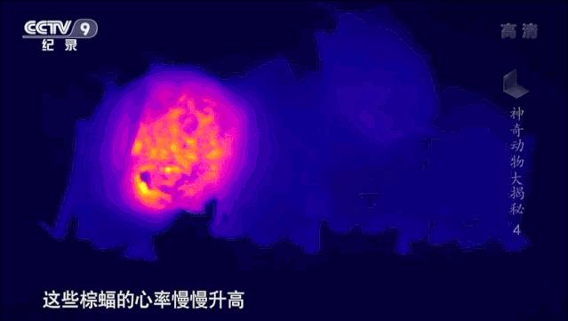 蝙蝠为什么是背锅侠,蝙蝠真实纪录片