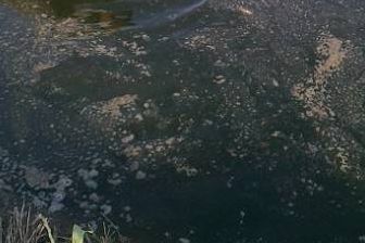 对虾池塘黑褐色泡沫聚集原因,池塘水全部呈黑褐色什么原因