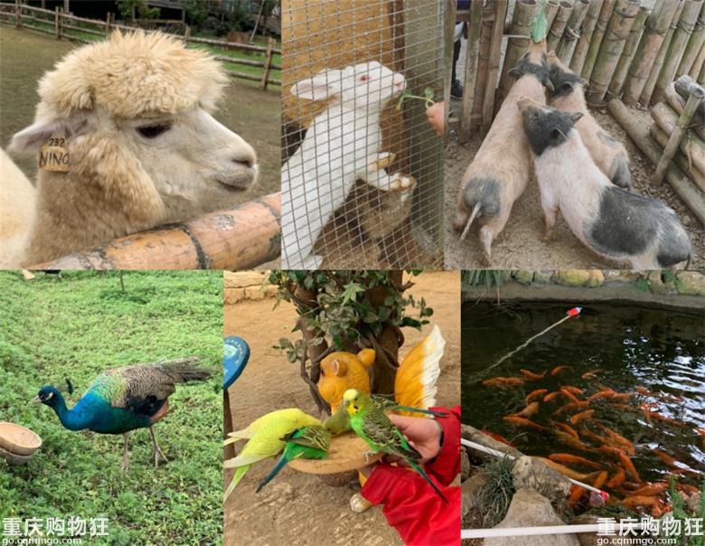 巴南三天两夜游玩攻略,下次去重庆哪里好玩