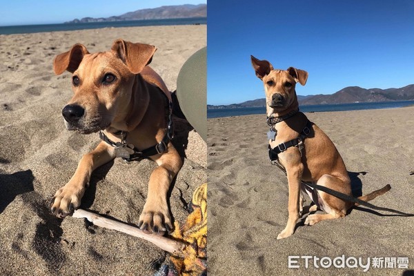 只想养幼犬阿拉斯加,只想养比熊犬