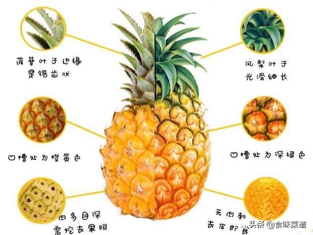 菠萝和凤梨是不是一个品种,菠萝和凤梨是不是一个植物
