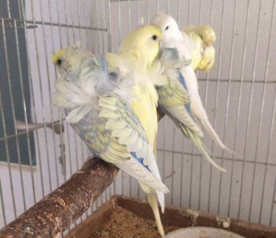 想养鹦鹉？第一只鹦鹉盘它准没错！看完养死1只我赔你10只