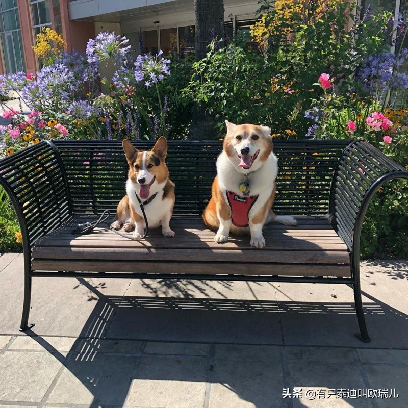 比柯基大五倍的狗,骨架大和骨架小的柯基对比