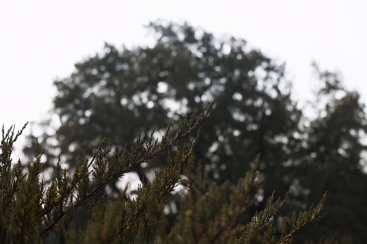 长度1.4米的头发可以卖多少钱,长度120厘米头发能卖多少钱