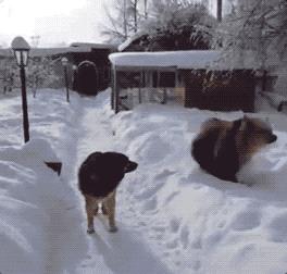 搞笑动图gif图片,搞笑动图gif微信表情包