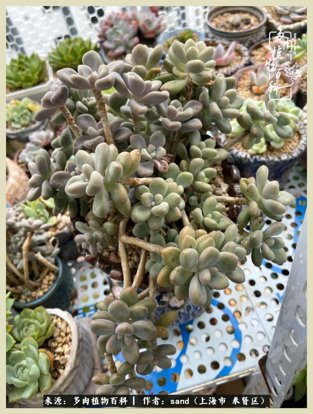 多肉垂落下去该怎么办,多肉在三伏天怎么度夏