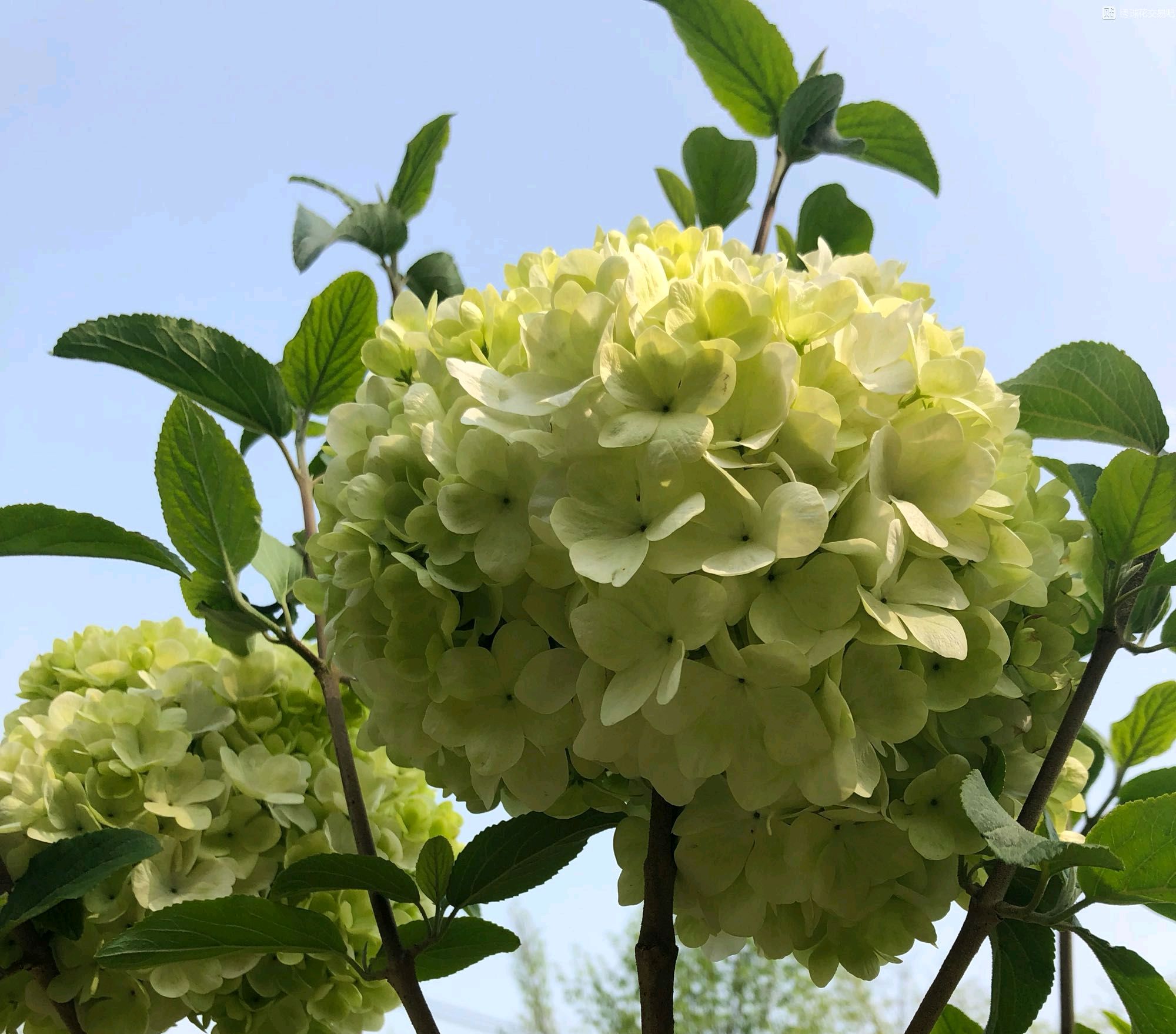 绣球的叶子枯死了根还能发芽吗,绣球花盆栽干枯怎么办