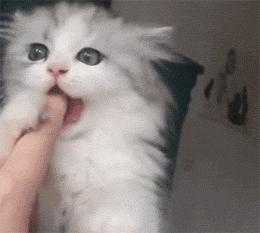 猫咪舔脚要关注什么,猫咪舔东西