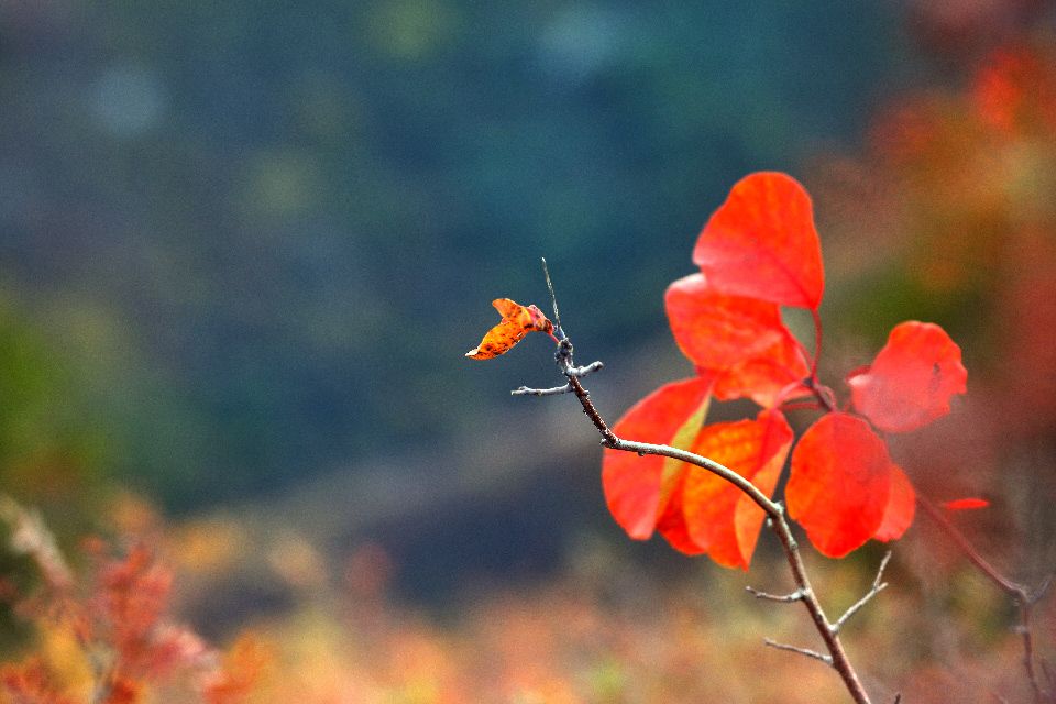 太原去哪里看秋景,太原的秋景有哪些