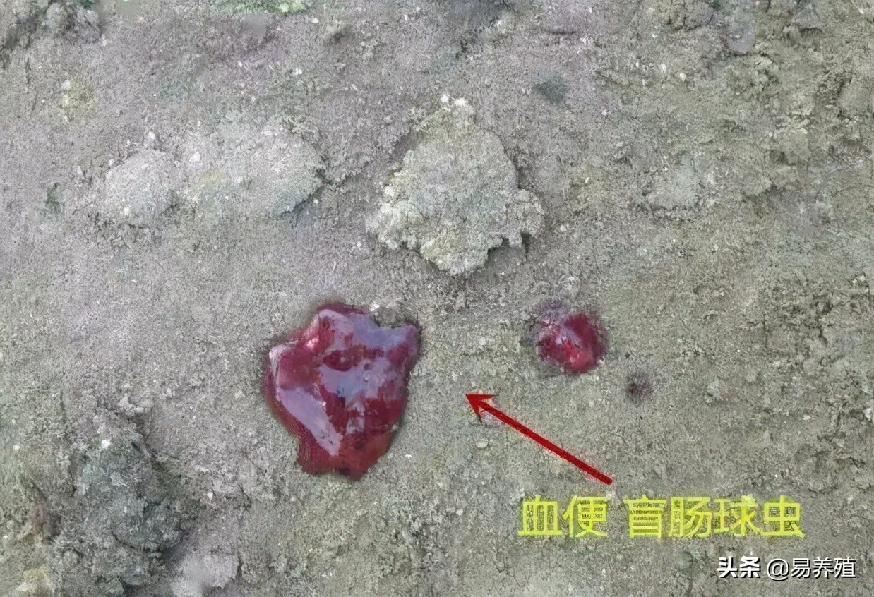 鸡拉红浓屎怎么治,鸡拉绿色稀粪最快解决方法