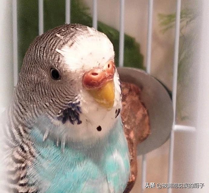 辨别虎皮鹦鹉公母方法,1一3个月的虎皮鹦鹉怎样分公母